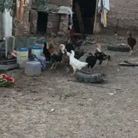 مرغ و خروس لاری