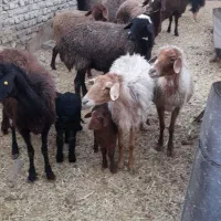 میش و بره جوان|حیوانات مزرعه|جوادآباد, |دیوار