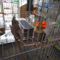 عروس جفت|پرنده|گلبهار, شهر جدید گلبهار|دیوار