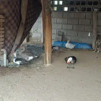 غاز و اردک مصری