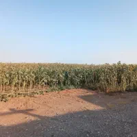 فروش-زمین-کشاورزی