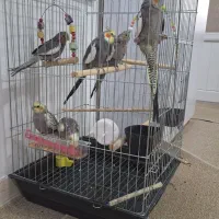 عروس هلندی