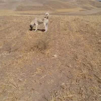 قیمت توافقی|سگ|هشترود, |دیوار