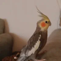 عروس هلندی معاوضه با کبوتر سرور