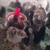 انواع جوجه ،اردک ،قوغاز و بوقلمون جوجه مرغ