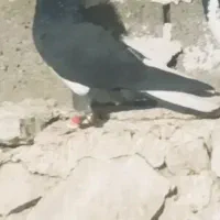 کفتر گوم شده