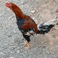 پرنده|پرنده|کاشمر, |دیوار