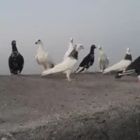 کفتر هوایی