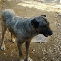 سگ ماده سرابی|سگ|اردبیل, |دیوار