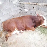 افتاده کسل حال گاو|حیوانات مزرعه|دلبران, |دیوار