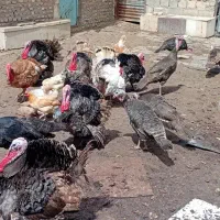 تخم بوقلمون و بوقلمون نر نژاد دار درجه یک