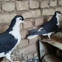 چندعددساده افشونی گل سرخ نرماده|پرنده|بردسکن, |دیوار