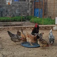 مرغ و خروس محلی|حیوانات مزرعه|لنده, |دیوار