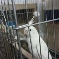 عروس هلندی مولد تضمینی|پرنده|پارس‌آباد, |دیوار