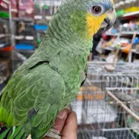 آمازون پیشونی آبی فول دستی کلامدار|پرنده|اصفهان, حسین‌آباد|دیوار