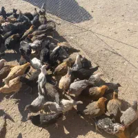 مرغ و خوروس محلی برای قربانی و رفع بلاهم میشه|حیوانات مزرعه|سیرجان, |دیوار