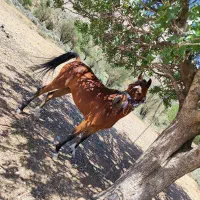 اسب مادیان|اسب و تجهیزات اسب‌سواری|فسا, |دیوار