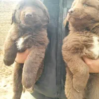 قدرجونی سرخ|سگ|مبارکه, |دیوار