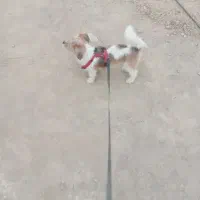 سگ گمشده شیتزو|حیوانات|قدس, شهر‌قدس|دیوار