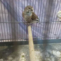 سهره سرخ همراه قفس