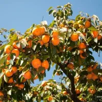 فروش خرمالو حدود ۸۰۰کیلو اورگانیک روی درخت