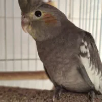 پرنده .مرغ عشق وقناری و عروس هلندی|پرنده|شیراز, رکن‌آباد|دیوار