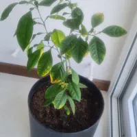 استخدام  آشپز و نظافت چی و سرایدار