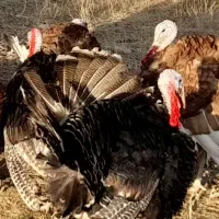 فروش۱۰عدد بوقلمون نر ۱۰عددمرغ ۲عدد خروس محلی