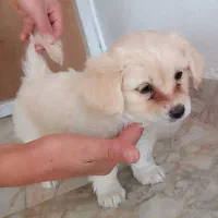 دوعدد توله سگ میکس|سگ|شیروان (خراسان), |دیوار