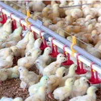 فلکسی لوهمن ایرانی خارجی جوجه دورگ گوشتی|حیوانات مزرعه|چابهار, |دیوار