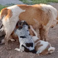 سگ لاس گمشده