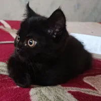 واگذاری بچه گربه