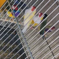 فنچ گلدین جفت
