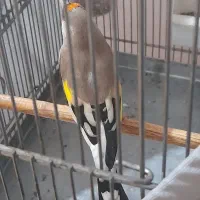 سهره دورگ معاوضه با رسمی یا سهره قناری نر|پرنده|ری, ولی آباد|دیوار