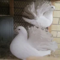 کبوتر دم چتری