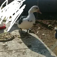 اردک اسراییلی