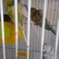 مرغ عشق پروانه ای، فنچ، عروس،کوتوله