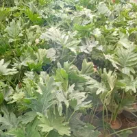 گل برگ انجیری|گل و گیاه طبیعی|چهاردانگه (تهران), |دیوار