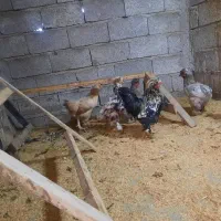 مرغ و خروس سلطان|حیوانات مزرعه|لاهیجان, بازکیاگوراب|دیوار