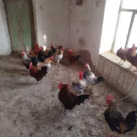 خروس|پرنده|شیروان (خراسان), |دیوار