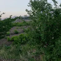 فروش-باغ-انگوری