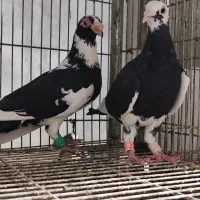 نروماده|پرنده|دزفول, |دیوار