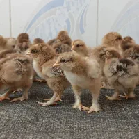 جوجه یک روزه برهما در رنگ بندی مختلف