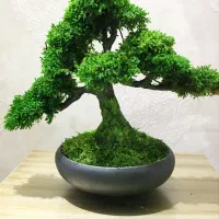 بنسای جاودان رومیزی خزه طبیعی بدون نیاز نگهداری