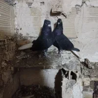 کفتر زاغ دم سفید