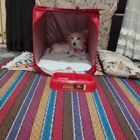 سگ پامرروباهی تربیت شده قیمت توافقی