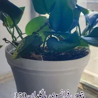 انواع گل|گل و گیاه طبیعی|بیرجند, |دیوار