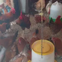 مرغ و خروس