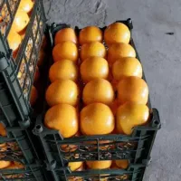 موز درجه یک مجلسی|خوردنی و آشامیدنی|مشهد, نوید|دیوار