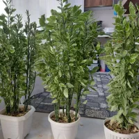 ۳ عدد گل به فروش میرسه